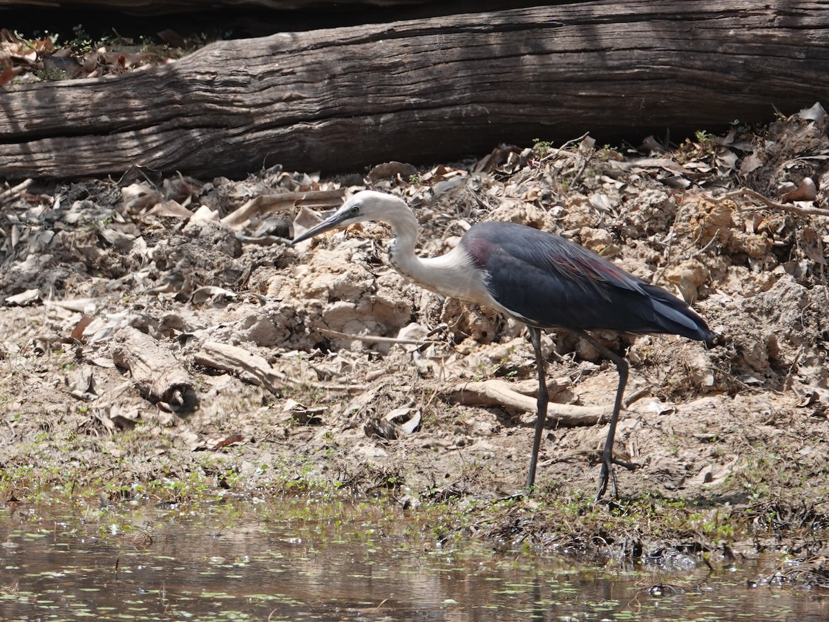 Pacific Heron - ML642963962