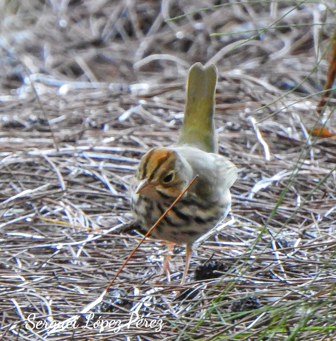 Ovenbird - ML642963963
