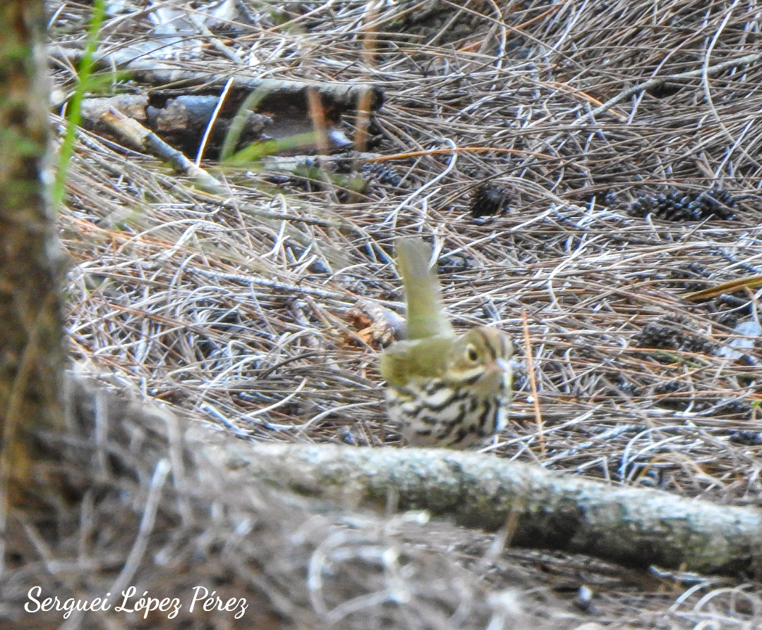 Ovenbird - ML642963964