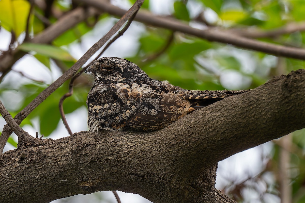 Jungle Nightjar - ML642963966