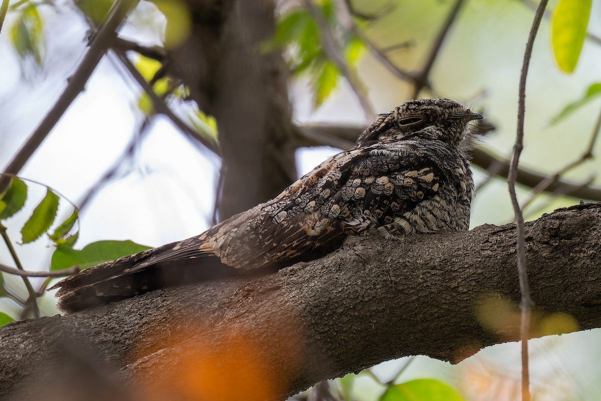 Jungle Nightjar - ML642963968