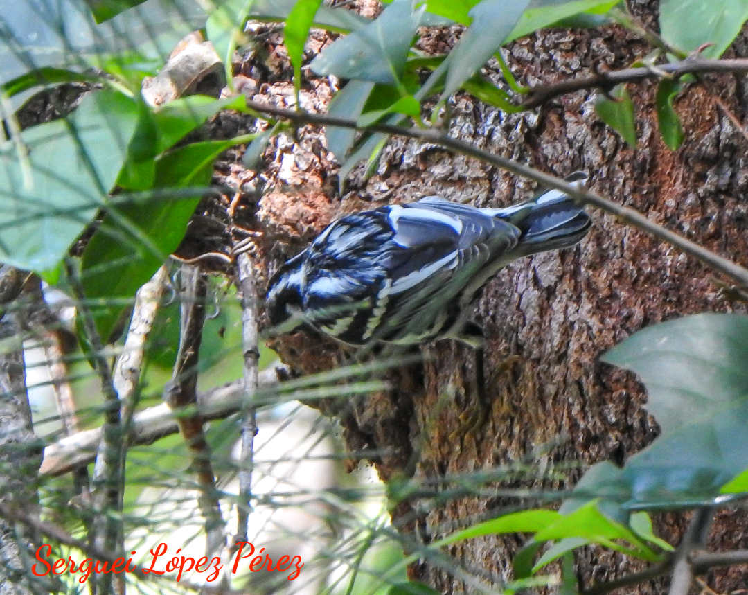 Black-and-white Warbler - ML642963971