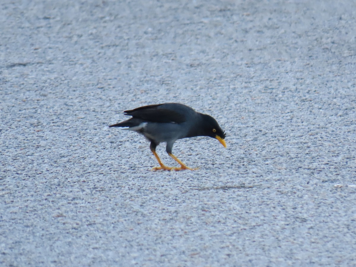 Javan Myna - ML642963973