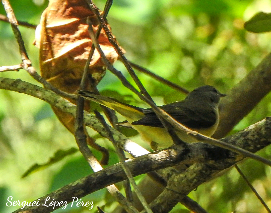 American Redstart - ML642963974