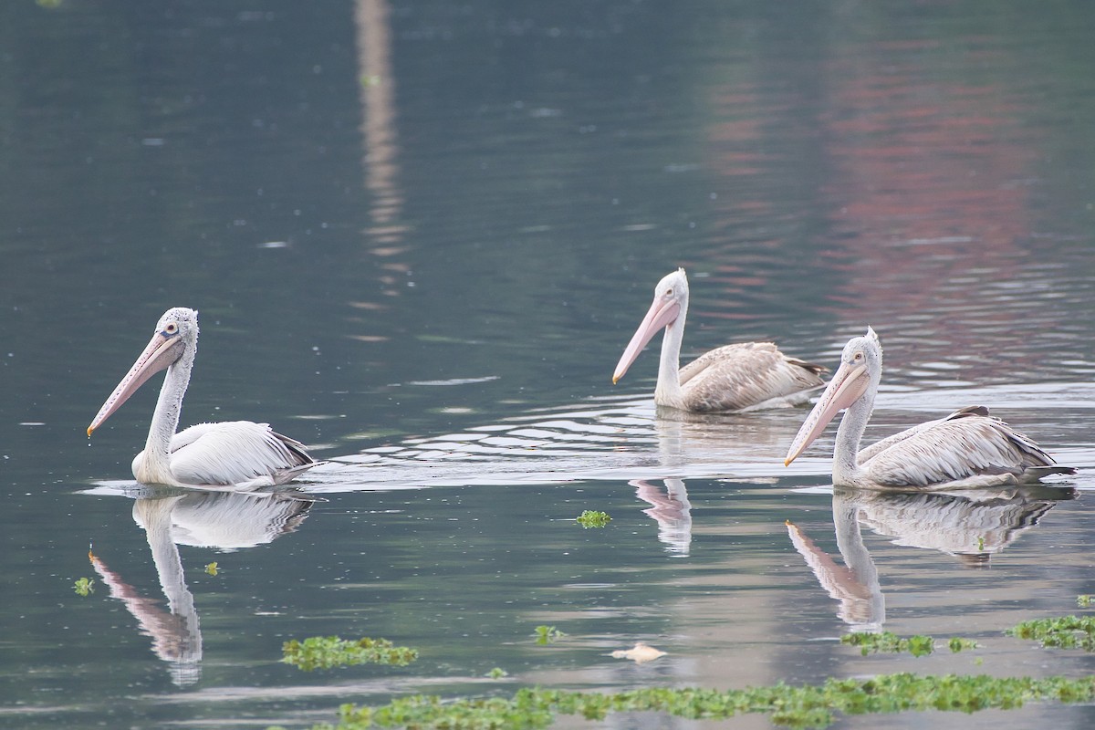 Spot-billed Pelican - ML642963976