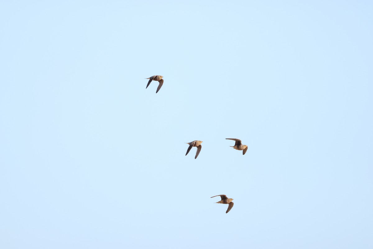 Namaqua Sandgrouse - ML642963977
