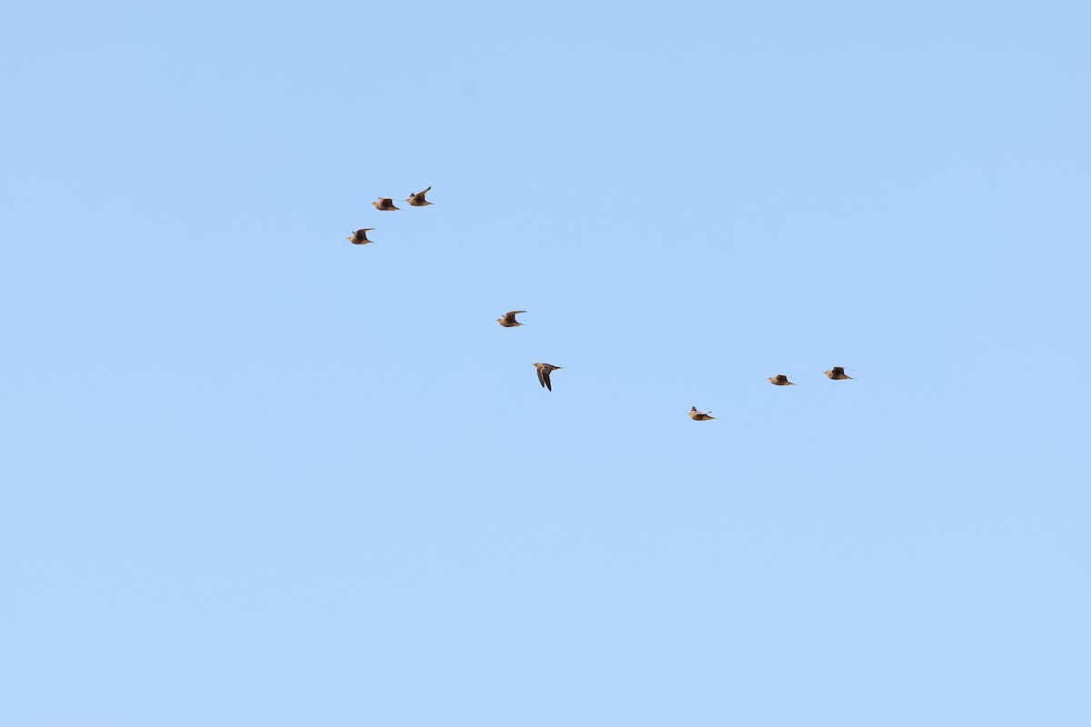 Namaqua Sandgrouse - ML642963978