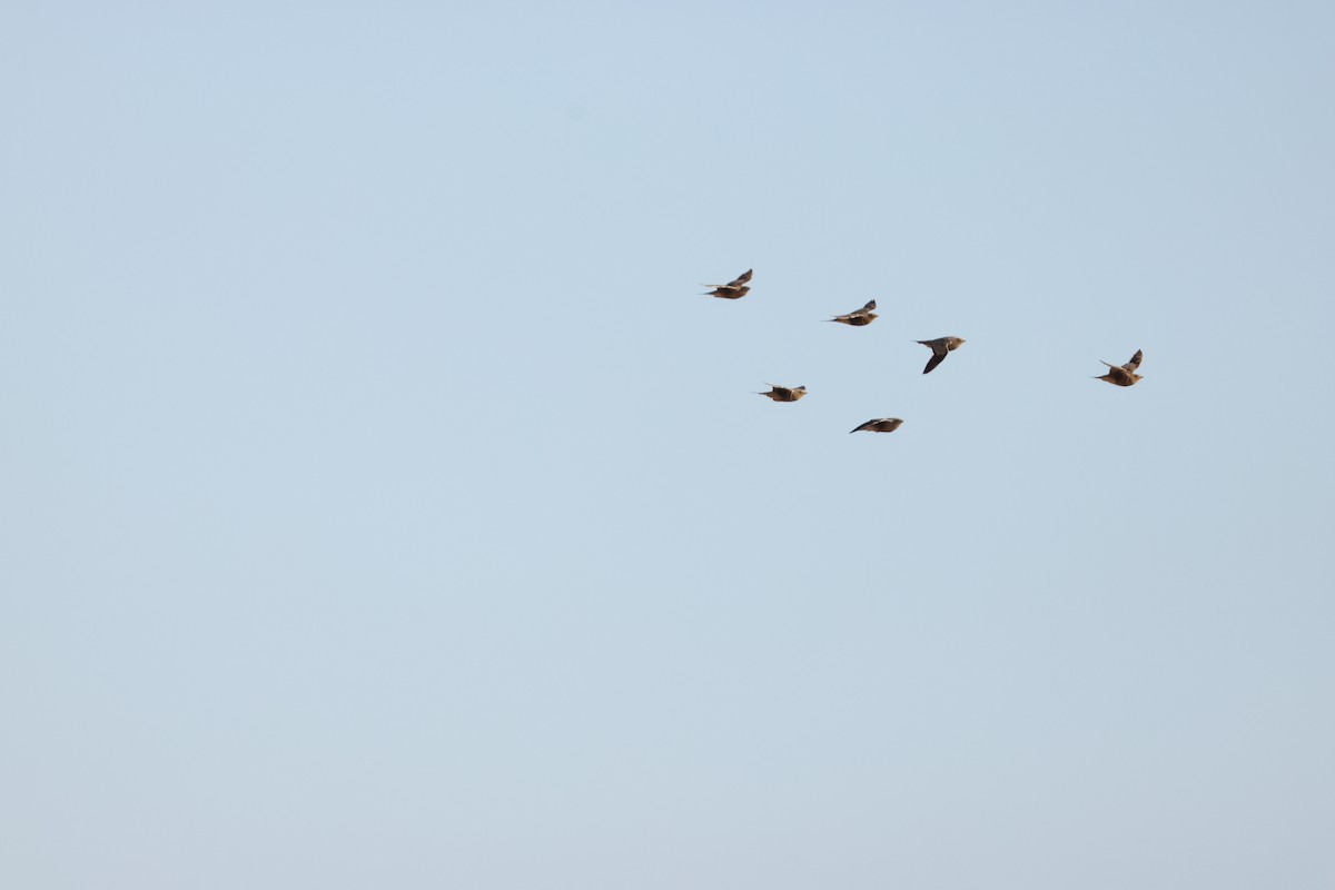 Namaqua Sandgrouse - ML642963979
