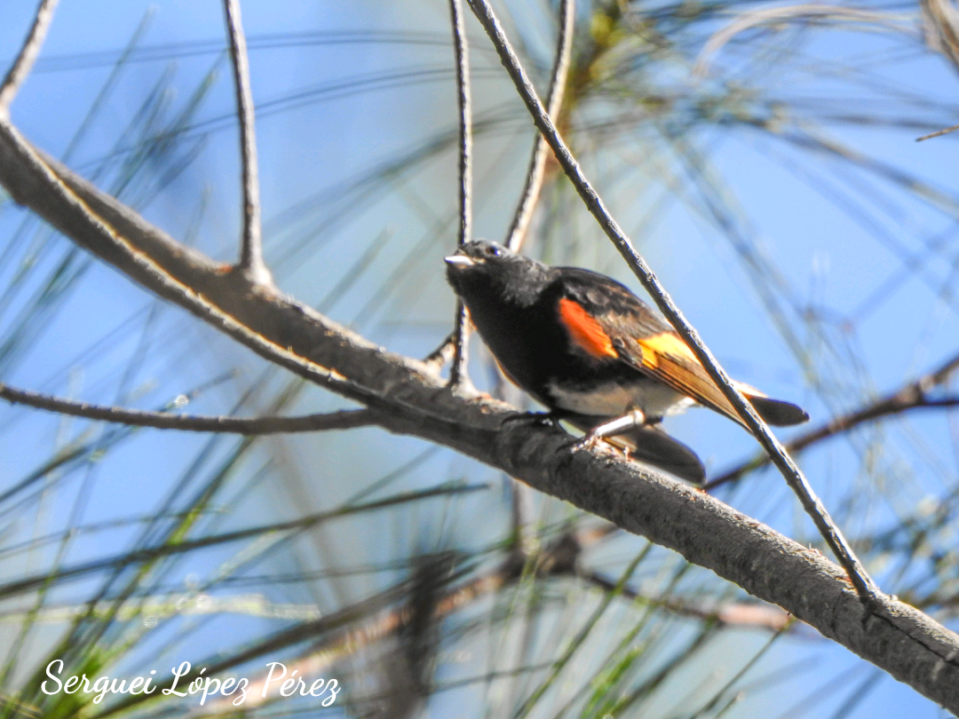 American Redstart - ML642963980