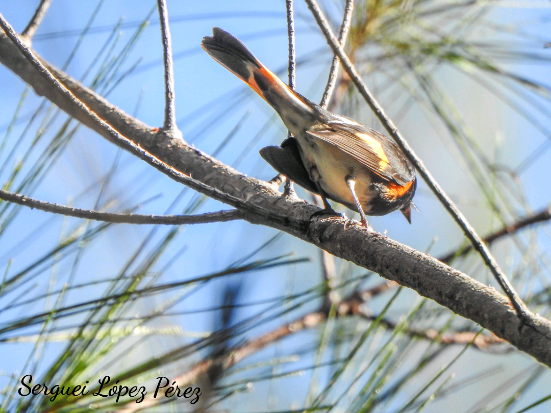 American Redstart - ML642963984