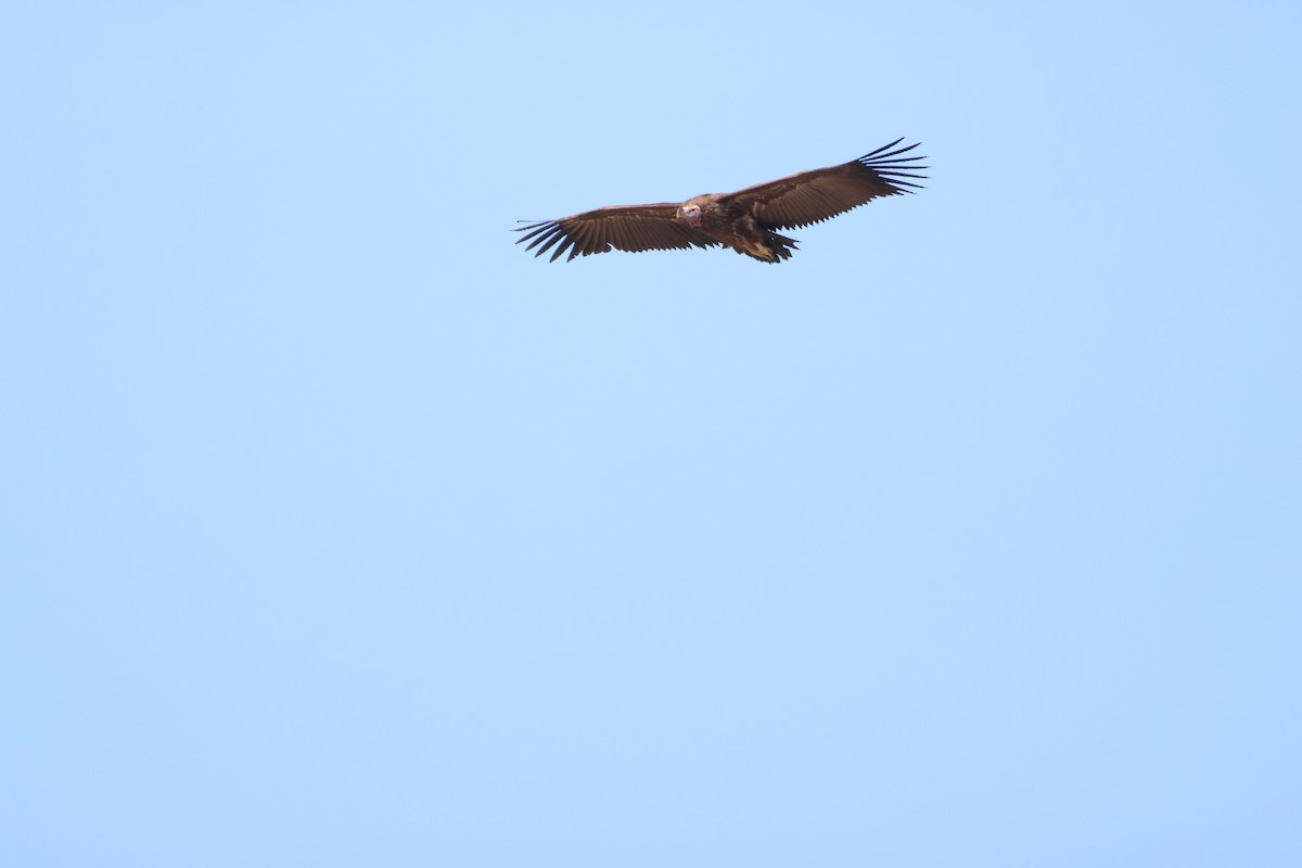 Lappet-faced Vulture - ML642963985
