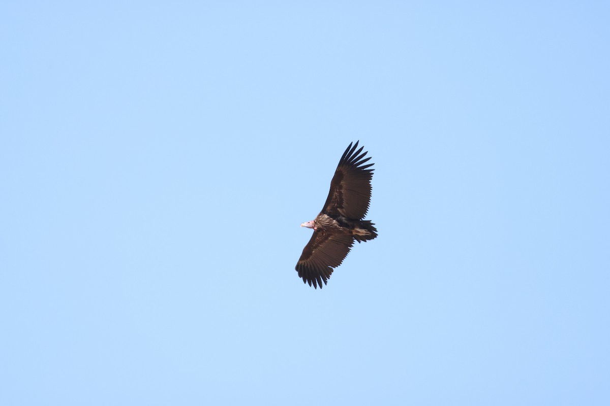 Lappet-faced Vulture - ML642963986