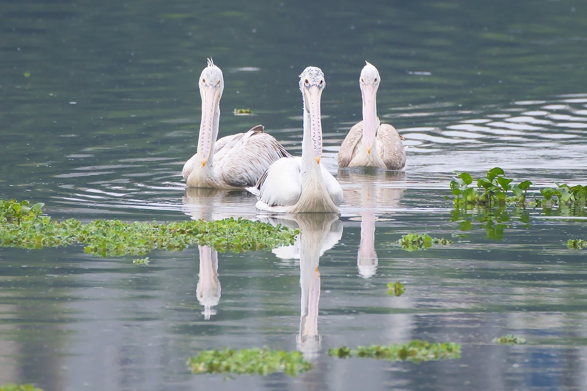 Spot-billed Pelican - ML642963988