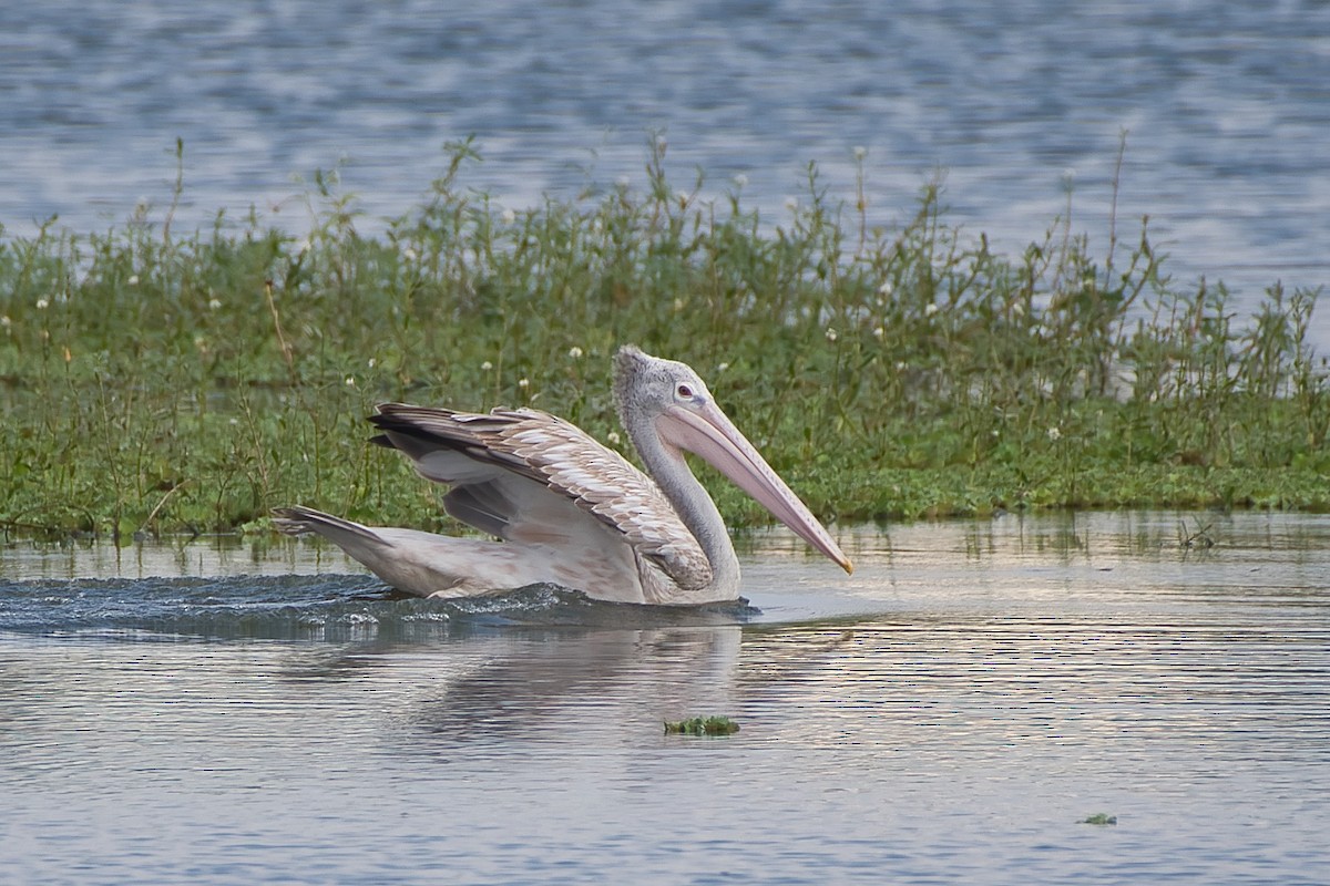 Spot-billed Pelican - ML642963989