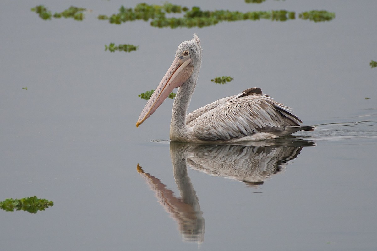 Spot-billed Pelican - ML642963990