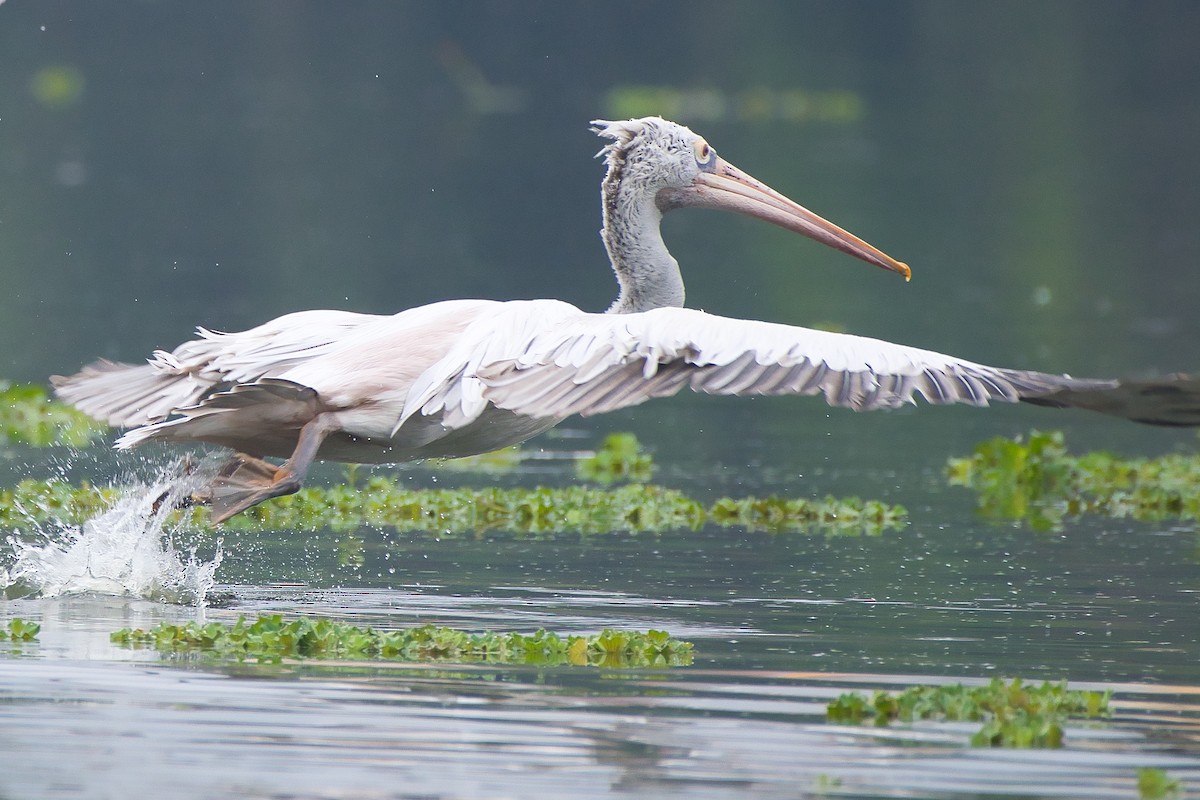 Spot-billed Pelican - ML642963991