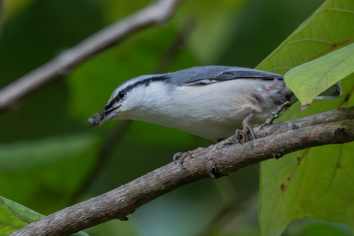 Eurasian Nuthatch (White-bellied) - ML642963992