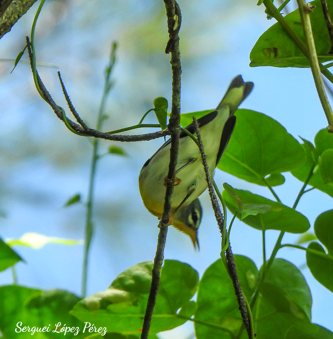 Northern Parula - ML642963999