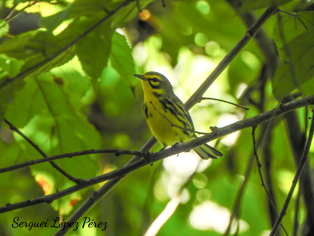 Prairie Warbler - ML642964008