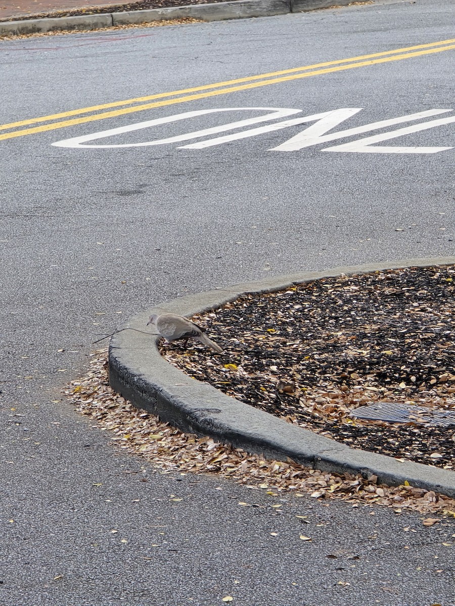 Eurasian Collared-Dove - ML642964015