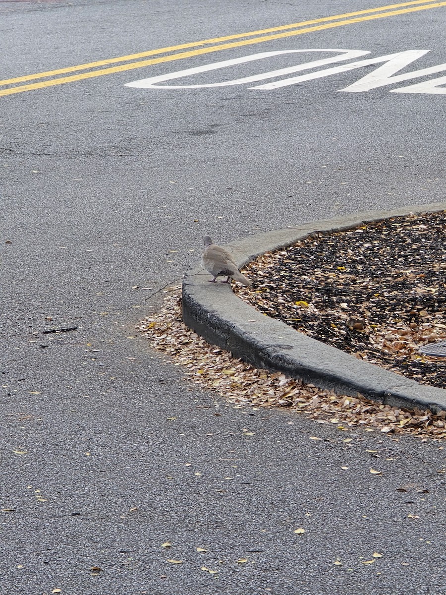 Eurasian Collared-Dove - ML642964016