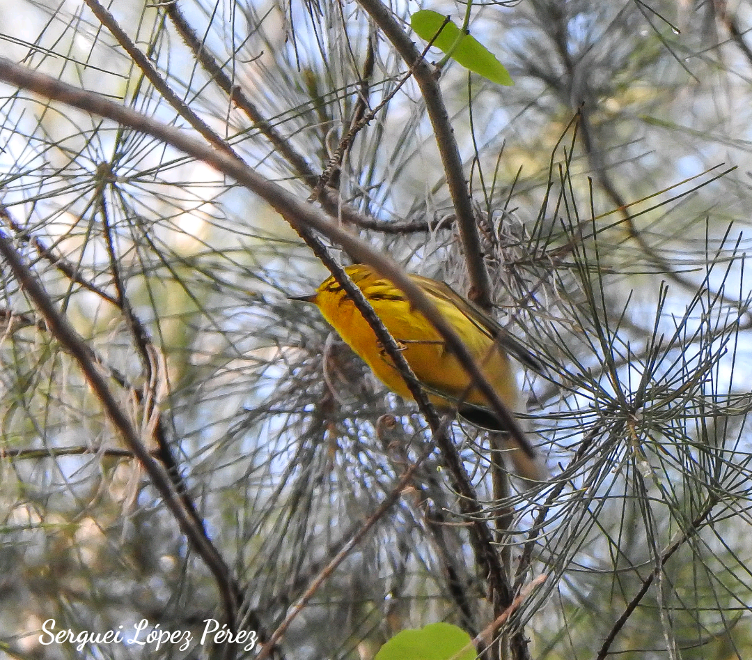 Prairie Warbler - ML642964022