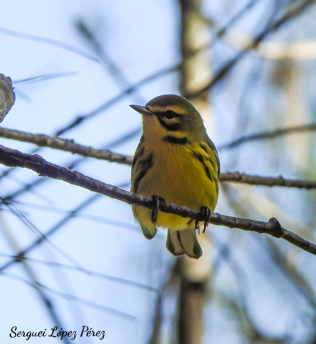 Prairie Warbler - ML642964024