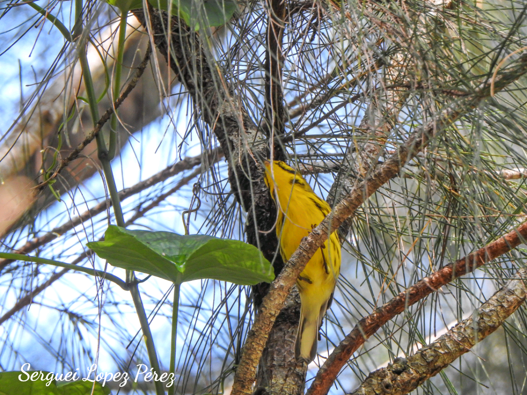 Prairie Warbler - ML642964025