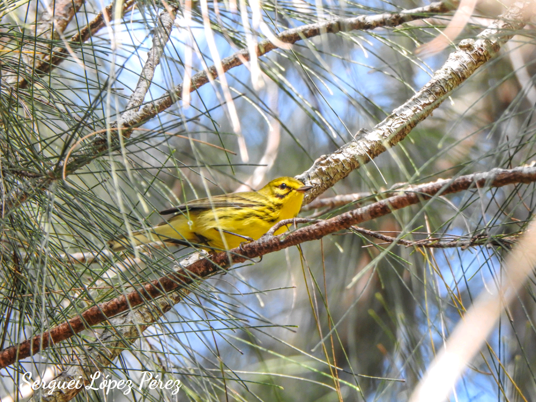 Prairie Warbler - ML642964028