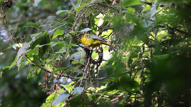 Audubon's Oriole (Audubon's) - ML642964041