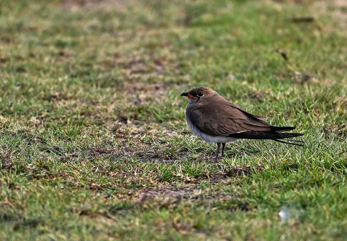 Collared Pratincole - ML642964042