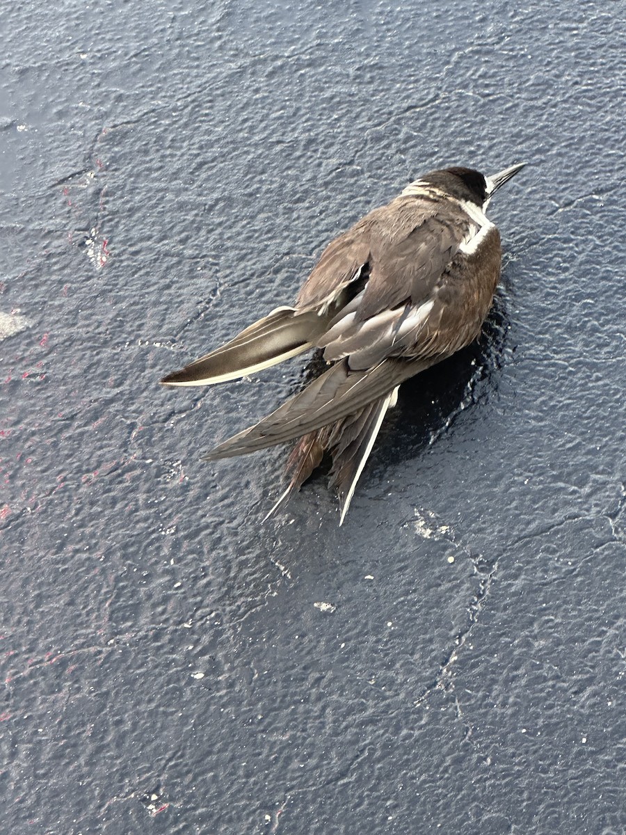 Sooty Tern - ML642964049