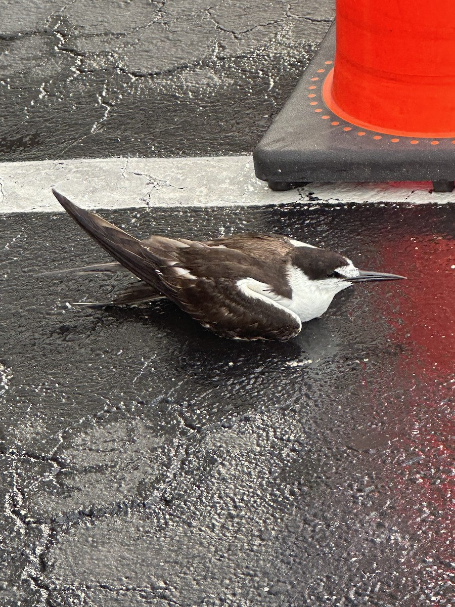 Sooty Tern - ML642964050