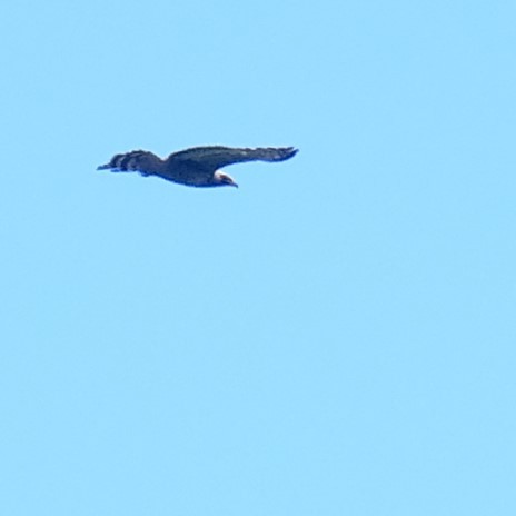 Crested Serpent-Eagle - ML642964051