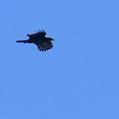 Crested Serpent-Eagle - ML642964053