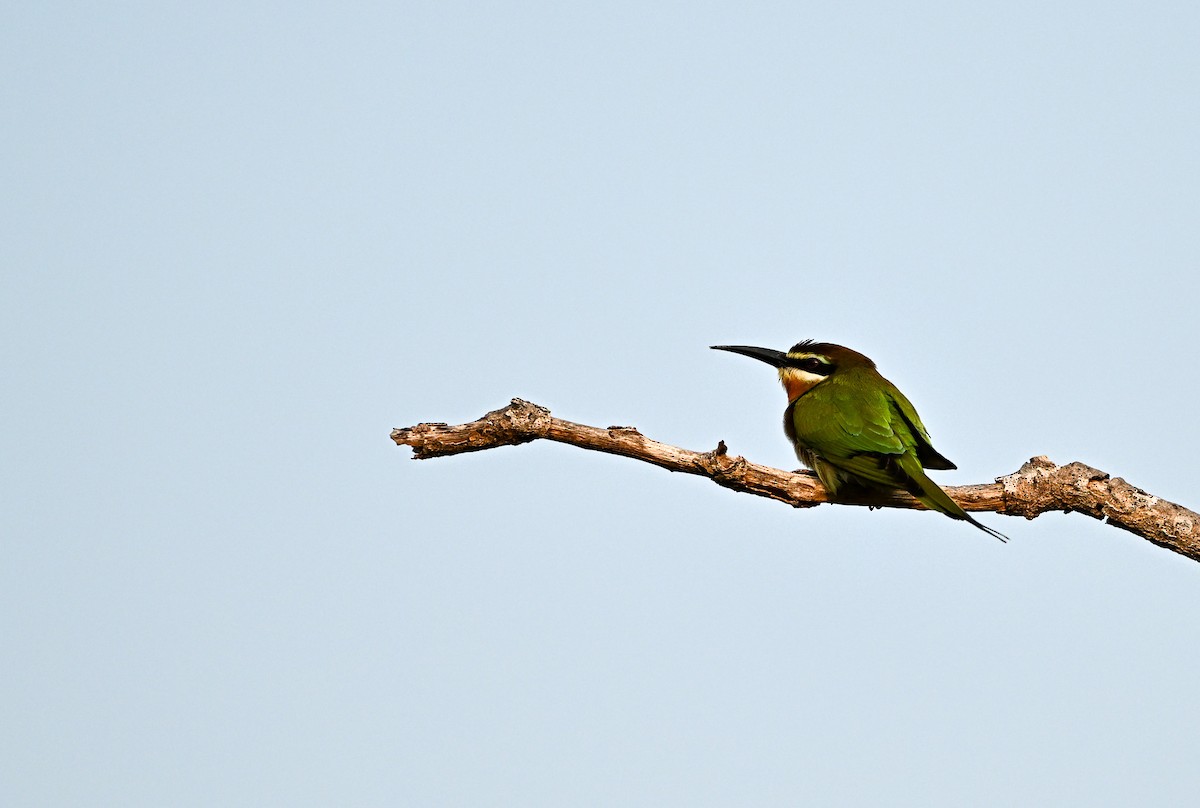 Madagaskar Arıkuşu - ML642964054