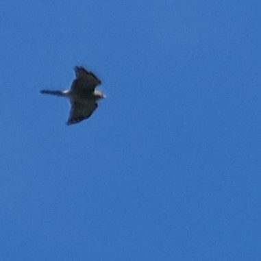 Chinese Sparrowhawk - ML642964061