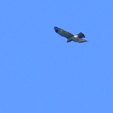 Chinese Sparrowhawk - ML642964062