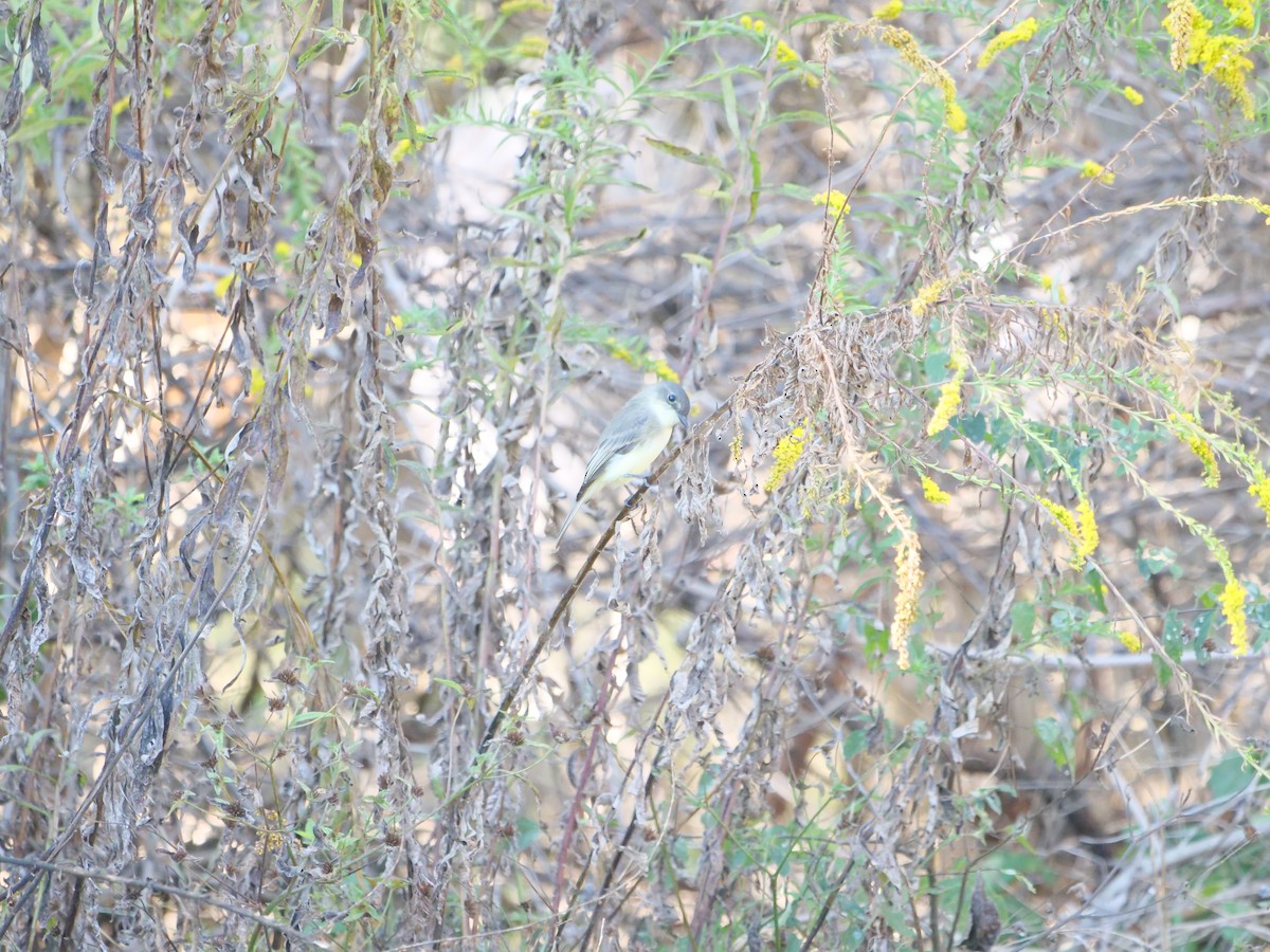 Eastern Phoebe - ML642964078