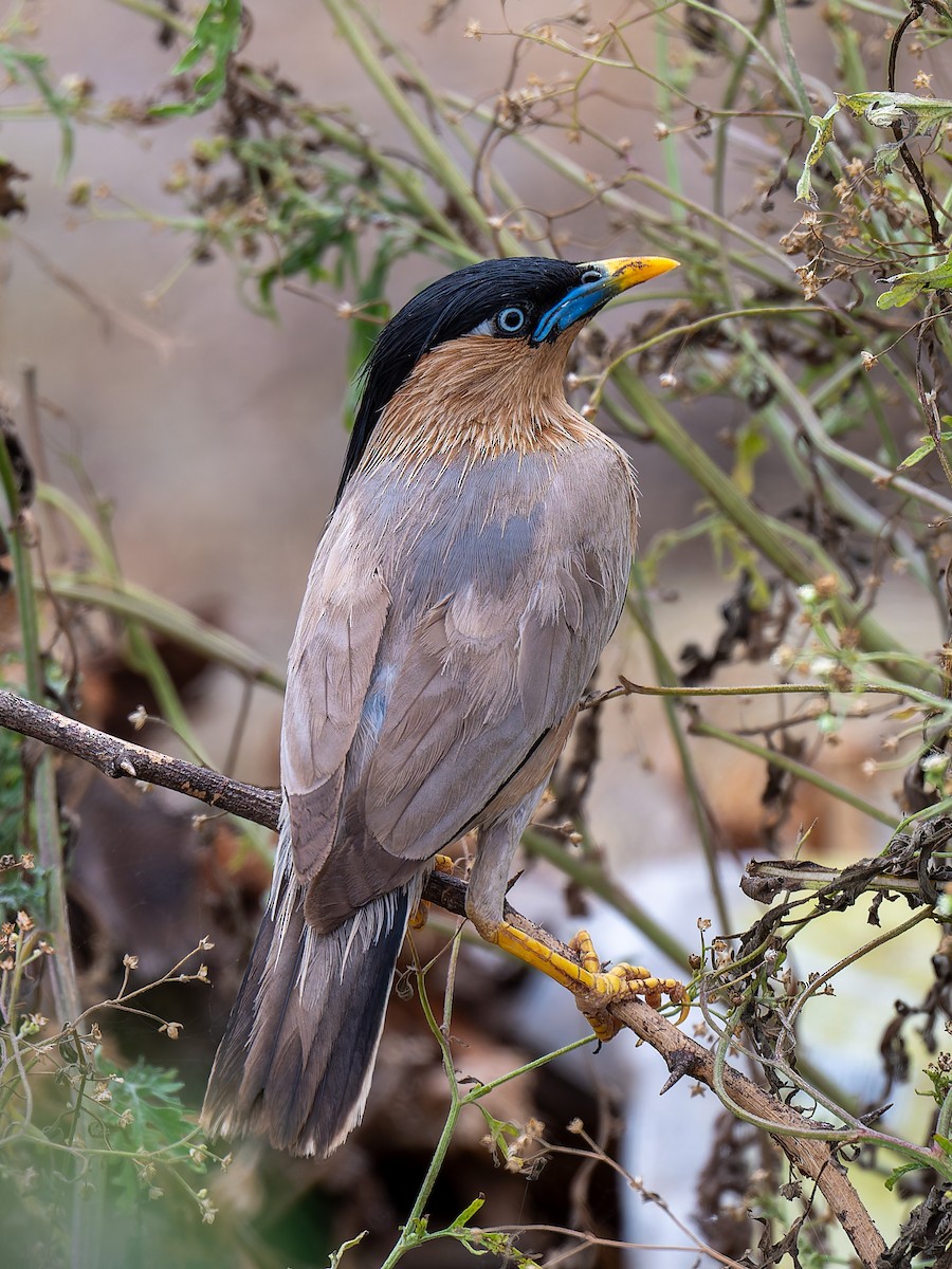 Brahminy Starling - ML642964082