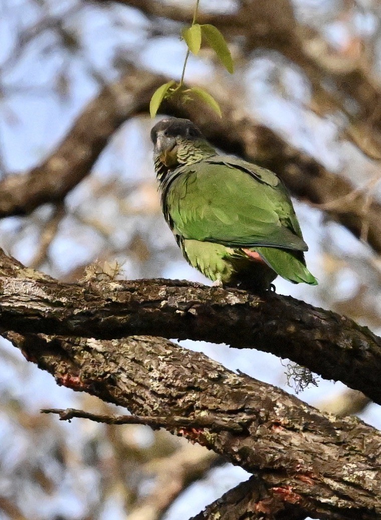 アケボノインコモドキ - ML642964093