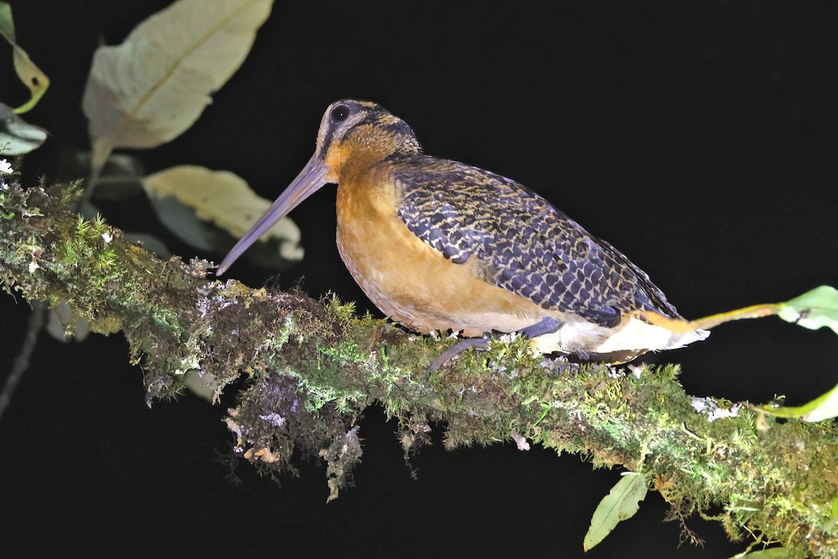 Sulawesi Woodcock - ML642964094