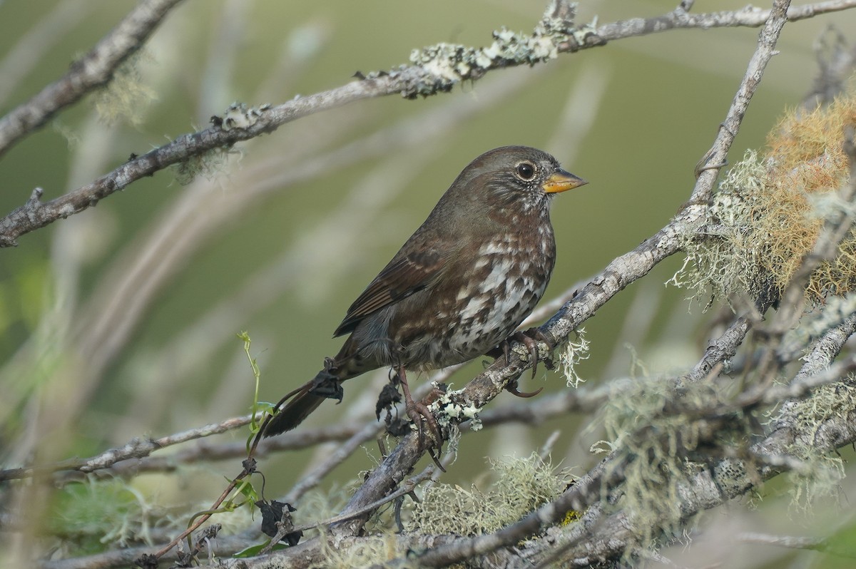 Fox Sparrow (Sooty) - ML642964108