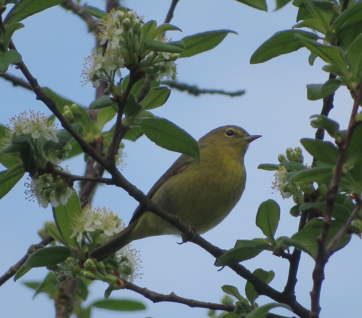 Orange-crowned Warbler - ML642964136