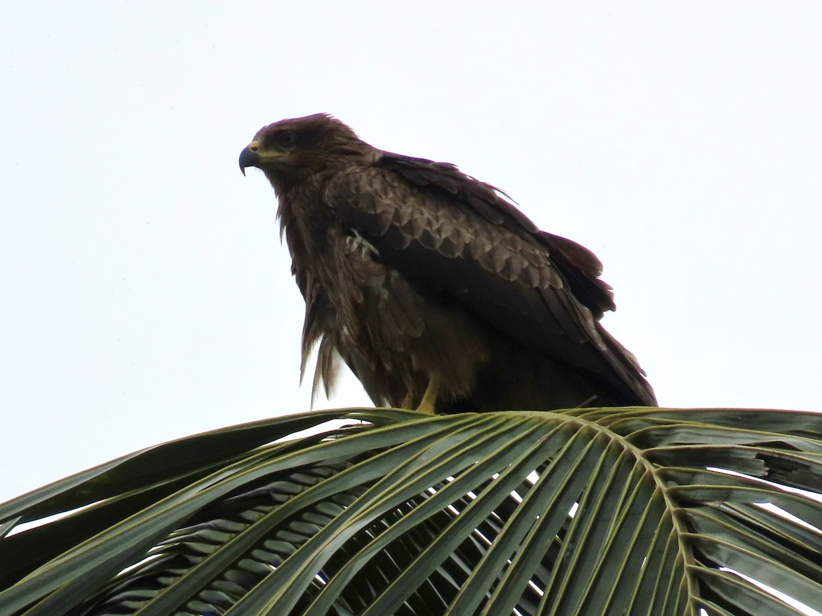 Black Kite - ML642964155