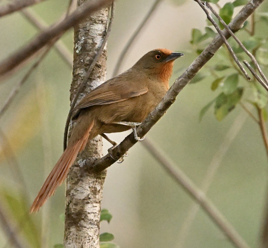 Orange-eyed Thornbird - ML642964180