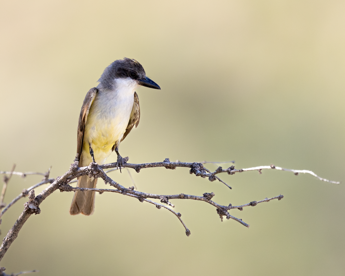 Thick-billed Kingbird - ML642964181