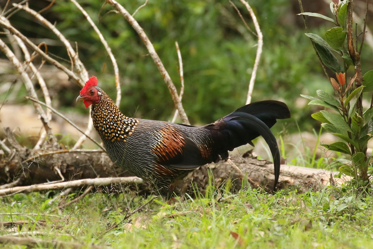 Gray Junglefowl - ML642964183