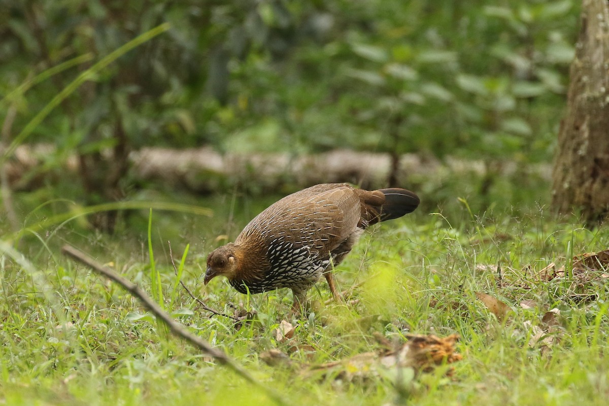 Gray Junglefowl - ML642964188