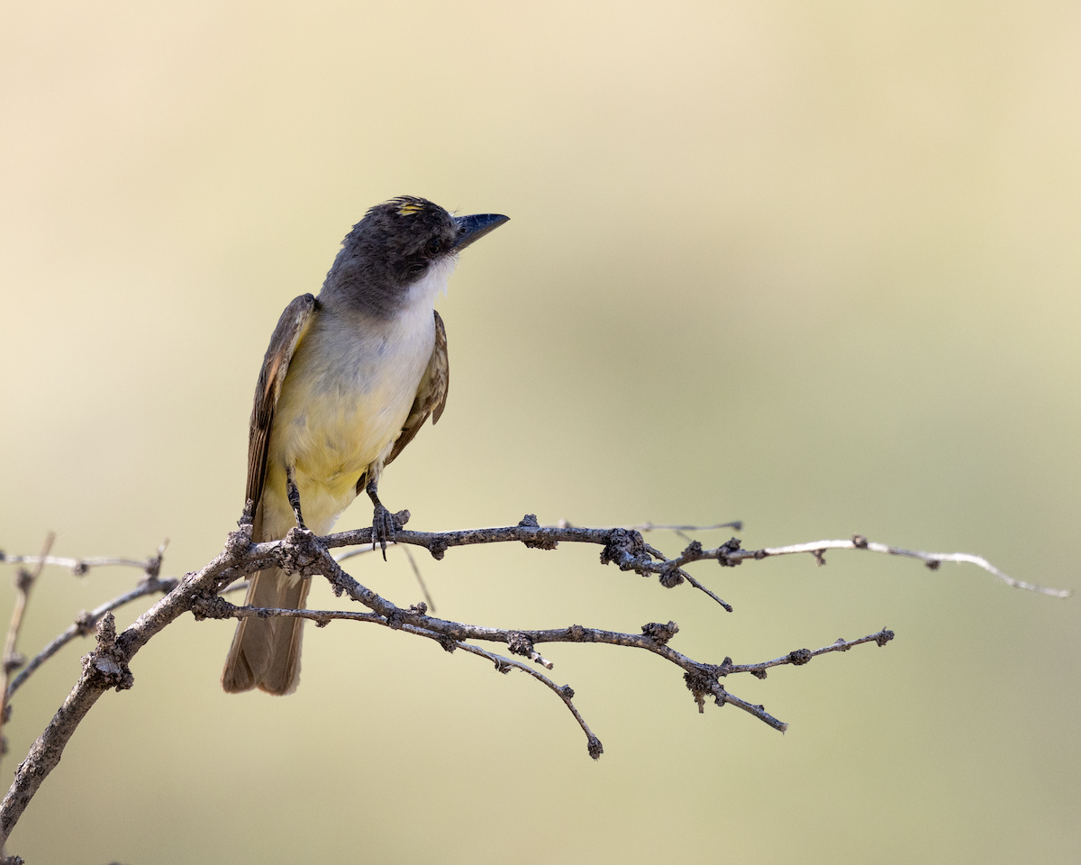 Thick-billed Kingbird - ML642964191